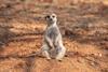 bbc studios meerkat